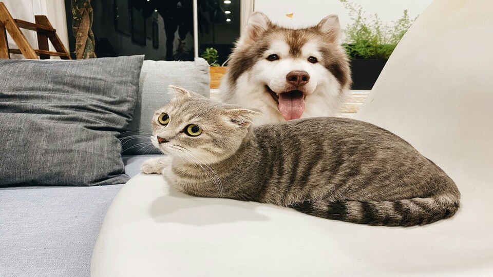 2025年新加坡宠物保险指南Guide to Pet Insurance in Singapore